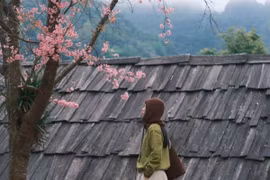Ngắm hoa anh đào khoe sắc trên rẻo cao Nghệ An