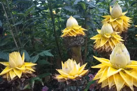 Loài chuối lạ không ra quả, chỉ nở hoa vàng khiến nhiều người săn lùng