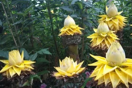 Loài chuối lạ không ra quả, chỉ nở hoa vàng khiến nhiều người săn lùng