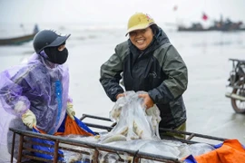 Loài hải sản nổi đầy mặt biển giúp ngư dân Thanh Hóa kiếm tiền triệu mỗi ngày