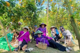 'Vương quốc quýt hồng' Lai Vung vào mùa đẹp nhất, khách đổ về check-in