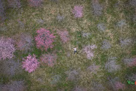 Tết Dương lịch check-in đảo hoa Pá Khoang rực hồng