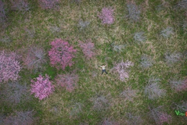 Tết Dương lịch check-in đảo hoa Pá Khoang rực hồng