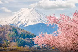 Hoa anh đào vào mùa, tour Nhật Bản thu hút du khách Việt