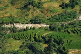 Say đắm sắc xanh mùa lúa non ở Y Tý