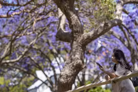 Ngắm hoa Jacaranda rực tím trên khắp nẻo đường Australia