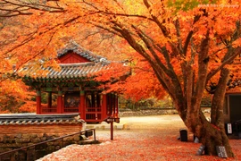 Du lịch Hàn Quốc mùa lá đỏ, 5 điểm đến ngoài trời không thể bỏ lỡ