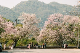 Tour săn hoa ban Tây Bắc giá từ hơn 2 triệu đồng tháng 3