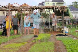 Trải nghiệm làm nông dân ở làng rau 400 tuổi giữa lòng Hội An