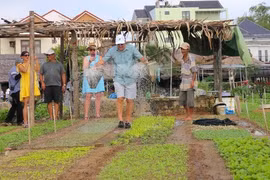 Trải nghiệm làm nông dân ở làng rau 400 tuổi giữa lòng Hội An