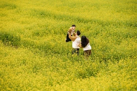 Cải vàng khoe sắc trên cao nguyên Mộc Châu khiến du khách đứng ngồi không yên