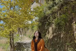 Rặng bạch quả vàng rực ở Sa Pa góc check-in mê hoặc du khách