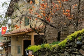 Du khách chen chân check-in cây hồng 'khổ nhất thế giới' giữa làng Lô Lô Chải