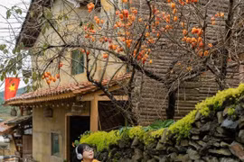 Du khách chen chân check-in cây hồng 'khổ nhất thế giới' giữa làng Lô Lô Chải