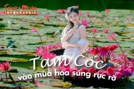 [INFOGRAPHIC] Tam Cốc vào mùa hoa súng rực rỡ