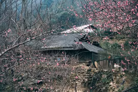 Lên Tà Xùa 'săn' biển mây bồng bênh, ngắm đào rừng khoe sắc