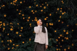 Chiêm ngưỡng mùa hoa dã quỳ Đà Lạt, nên đi tour hay tự túc?