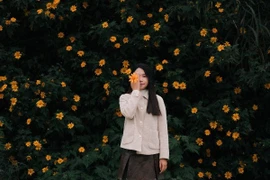 Chiêm ngưỡng mùa hoa dã quỳ Đà Lạt, nên đi tour hay tự túc?