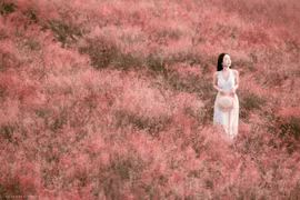 Đồi cỏ hồng Mộc Châu rực sắc hút các nàng thơ tới check-in