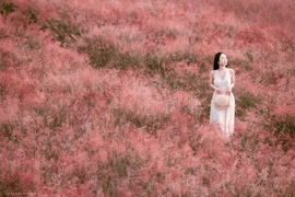 Đồi cỏ hồng Mộc Châu rực sắc hút các nàng thơ tới check-in