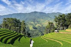 Săn mùa lúa xanh Mù Cang Chải, đi tour hay tự túc để ngắm trọn cảnh đẹp?