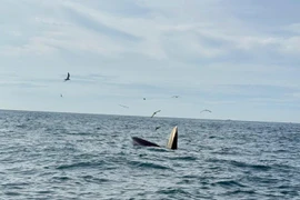 Du khách ghi lại cảnh cá voi săn mồi ở Vĩnh Hy