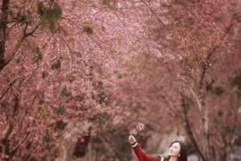 Con đường mai anh đào nhuộm hồng làng chè Mộc Châu