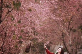 Con đường mai anh đào nhuộm hồng làng chè Mộc Châu