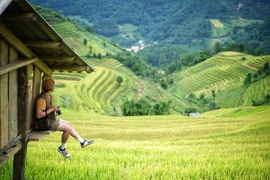 Khám phá những cánh đồng lúa chín đẹp như tranh cho kỳ nghỉ Quốc khánh 2/9