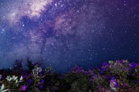 Thức đêm 'săn' dải ngân hà kỳ ảo trên đồi sim Suối Bon