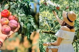 Hè về, dắt tay nhau lên Mộc Châu hái mận chín đỏ au