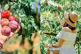 Hè về, dắt tay nhau lên Mộc Châu hái mận chín đỏ au