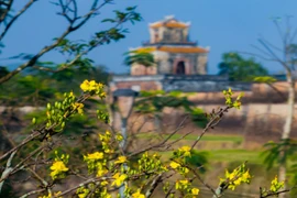 Check-in sắc mai vàng rực rỡ trước Đại Nội Huế