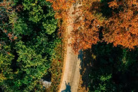 Rừng phong hương trước chùa cổ Hải Phòng hút khách dịp cuối năm