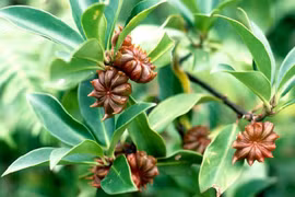 Loại gia vị Việt được thế giới săn lùng, thu gần 3 triệu USD trong 1 tháng