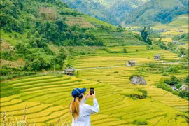 Ngắm mùa vàng trên ruộng bậc thang Nậm Cang, chọn tour hay đi tự túc?