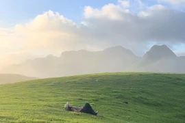 Check-in Đồi Sim Suối Bon, săn mây ngắm hoa tím tuyệt đẹp