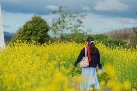 Hoa cải vàng vào mùa, Đà Lạt thêm điểm đến hấp dẫn du khách