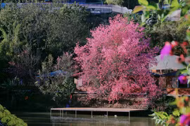 Cây mai anh đào 'hoàng hậu' rực hồng bên hồ, hút khách tới săn ảnh