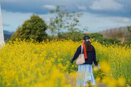 Hoa cải vàng vào mùa, Đà Lạt thêm điểm đến hấp dẫn du khách
