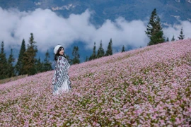 Săn hoa tam giác mạch Suôi Thầu, chọn tour Sapa Tourist hay Dream Travel?