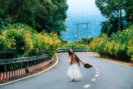 Dã quỳ vàng rực giữa núi rừng Ba Vì, gọi mời du khách lên rừng 'săn' ảnh đẹp