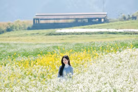 Ngắm hoa cải nhuộm vàng cao nguyên Mộc Châu, chọn tour nào cho trọn vẹn?