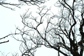 Lên Phia Oắc săn băng giá, trải nghiệm mùa đông đặc biệt của Cao Bằng