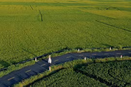 Cánh đồng lúa An Nhứt góc sống ảo đẹp không cần filter hút giới trẻ