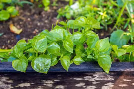 Loại rau mọc hoang thành đặc sản đô thị, giá 100.000 đồng/kg vẫn hút khách