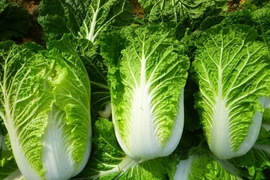 3 bí quyết chọn cải thảo tươi ngon cho bữa ăn mùa rau tăng giá