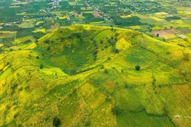 Ngắm dã quỳ nở rộ trên núi lửa Chư Đăng Ya, thiên đường mùa khô Gia Lai