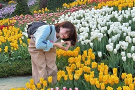 Tulip nở rực trên núi Bà Đen, hút du khách check-in 'nóc nhà' Nam Bộ