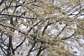 Hoa sưa nở rộ, hút khách đổ ra phố ngắm 'mưa hoa' đầu năm